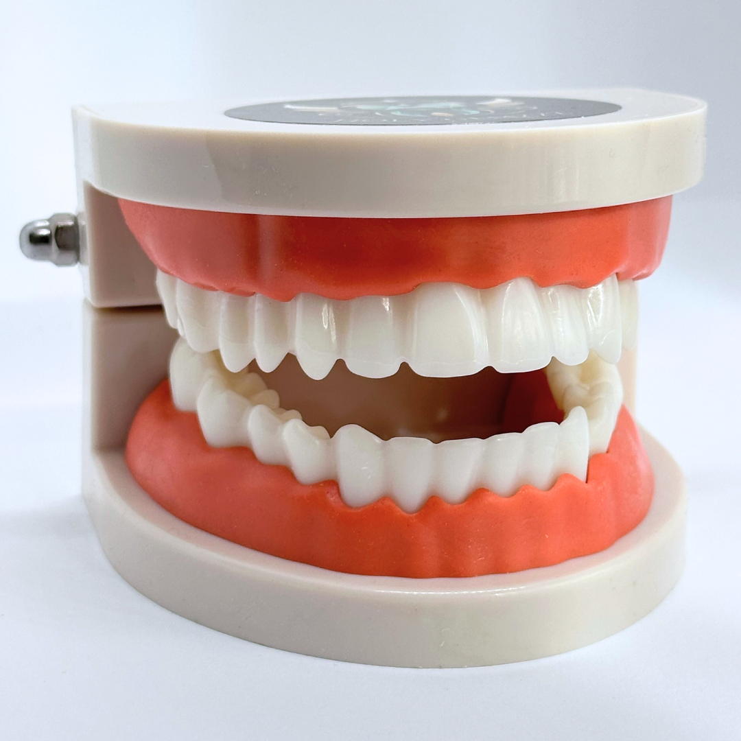 Realistic Dental Model for Tooth Gem Training